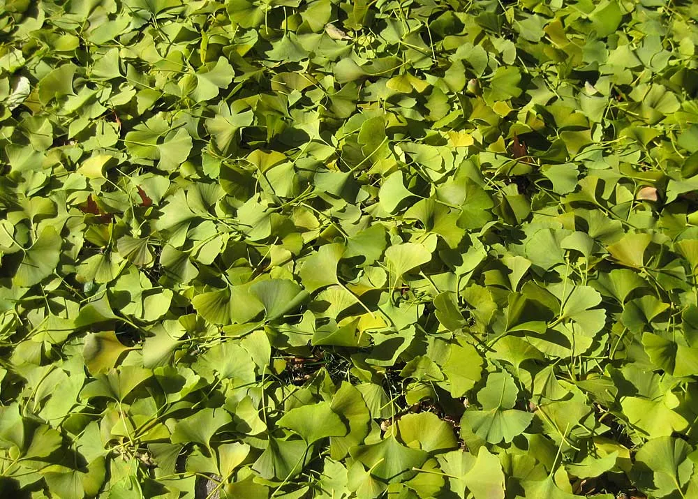 Pretty ginkgo leaves on the sidewalk.